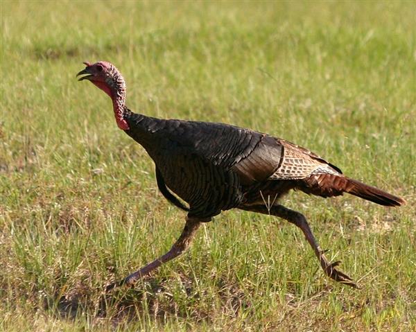 Turkey